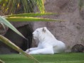 /album/loro-park/loro-park-1-jpg/